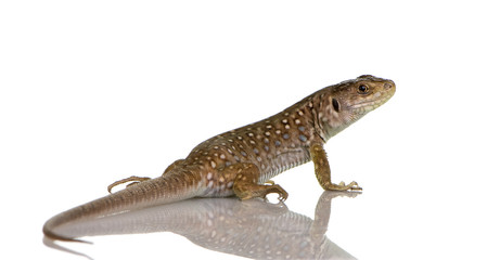 Ocellated lizard - Timon lepidus