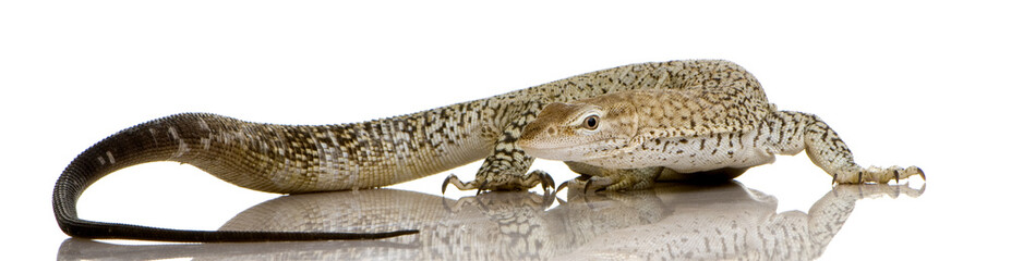 Monitor lizard - Freckled Monitor - Varanus tristis orientalis