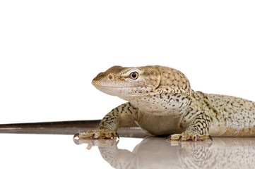 Monitor lizard - Freckled Monitor - Varanus tristis orientalis