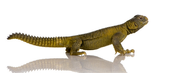 Naklejka premium Dabb Lizard - Uromastyx aegyptia