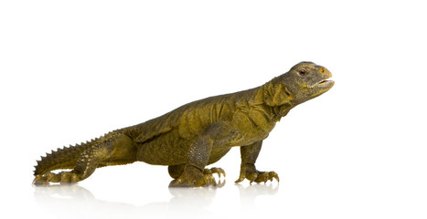 Dabb Lizard - Uromastyx aegyptia