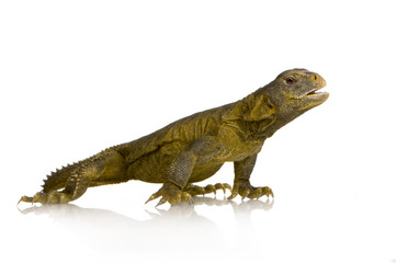 Obraz premium Dabb Lizard - Uromastyx aegyptia