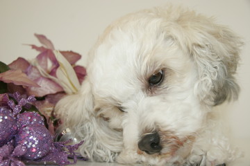 waiting for christmas