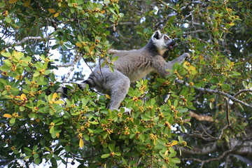 maki catta dans son arbre
