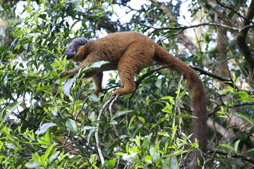 hépilémur fauve dans son arbre © jf Lefèvre