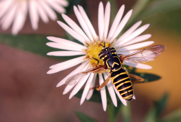 Syrphid Fly (Spilomyia)