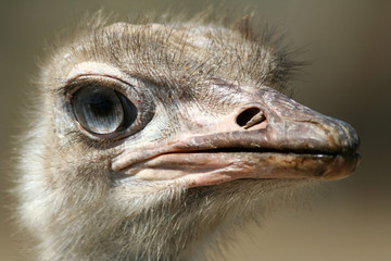 T&ecirc;te d'autruche