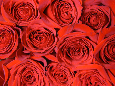 Background from red roses