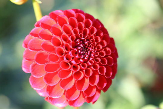 dalhia d'Automne