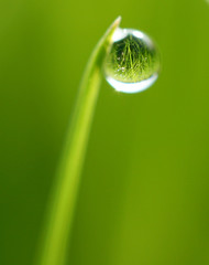 Obraz premium Droplet on green grass