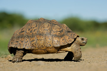 Mountain tortoise (Geochelone pardalis) 