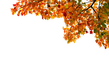 Autumn leaves as corner border against white