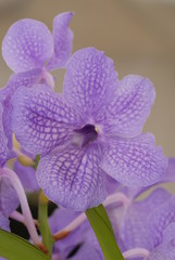 orchidea © Mario Giannini