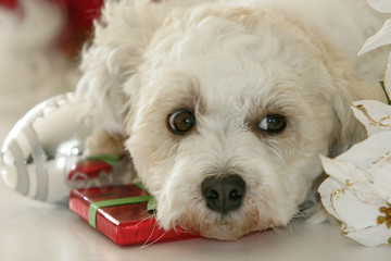 presents for the dog