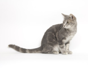 Gray cat on white background