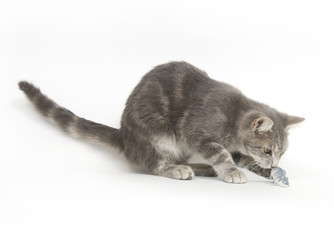 gray kitten and toy mouse