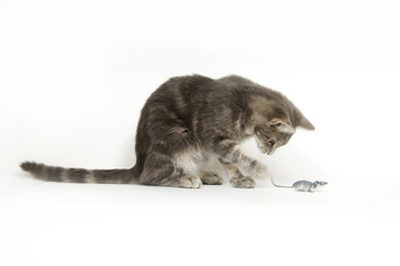 gray kitten and toy mouse