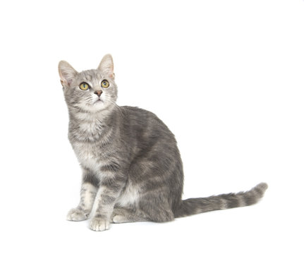 Gray cat on white background