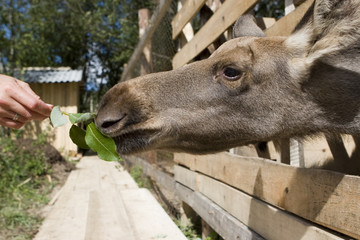 Young elk's feeding