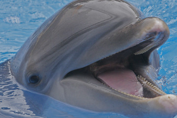 HUNGRY DOLPHIN