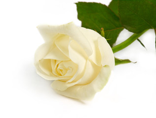 rose on white