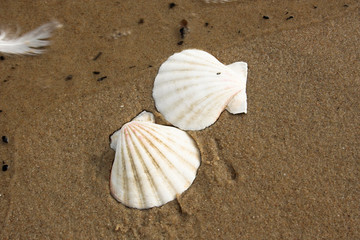two shells