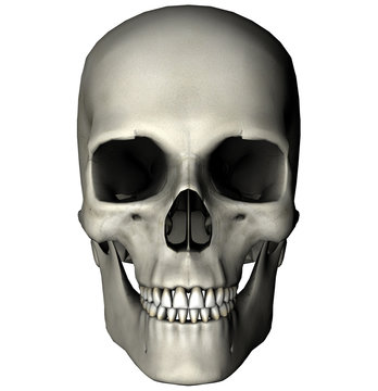 Human skull anterior view graphic on white background