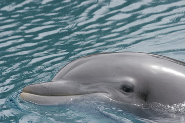 DOLPHIN GOING TO THE VET