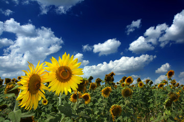 Fototapeta premium Sunflower