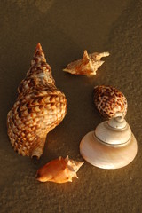 5 coquillages sur le sable