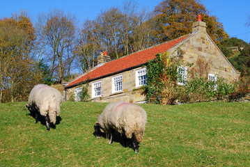 Fototapeta premium Sheep in Beck Hole