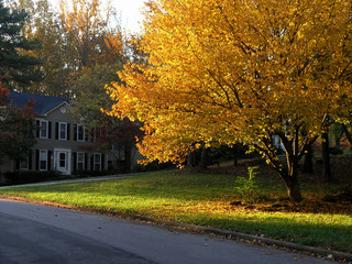 Fall Colors in Suburbia 1