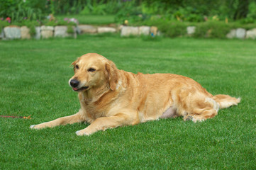 Beautiful Golden Retriever