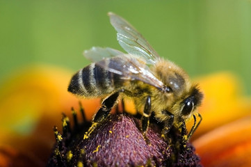 Bee on a flower