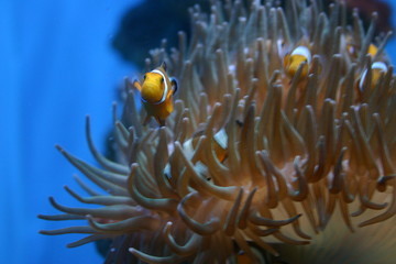 Fototapeta na wymiar Clownsfisch in Anemone