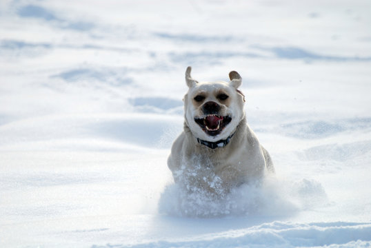 Labrador retriever run in deep snow