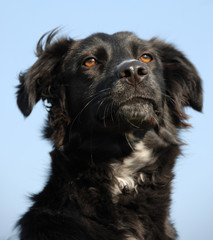 border collie