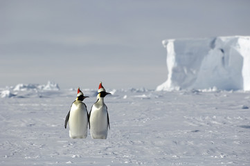 Antarctic Christmas
