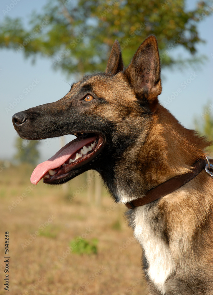 Wall mural malinois