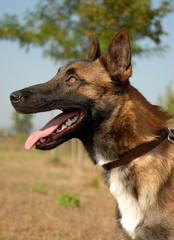 malinois