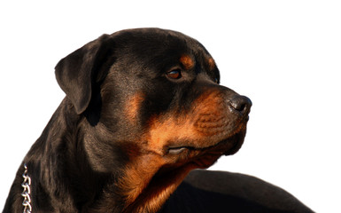 Obraz premium rottweiler