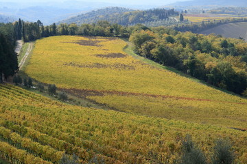 la terra del chianti