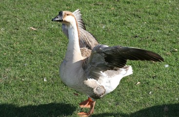 beautiful goose spreading it's wings