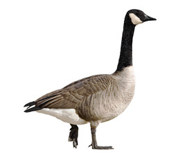 Canada Goose
