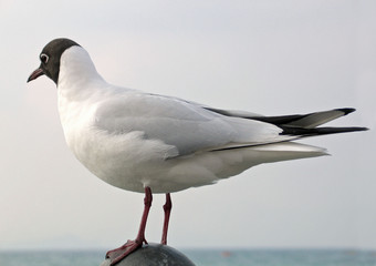 Möwe