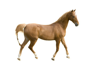 Saddlebred horse on white