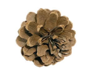 fir cone