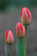 tulipani 2 © marcodeepsub