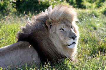 huge male lion in the African bush 