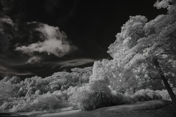 Infrared photo – tree, skies and cloud in the parks 